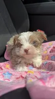  Zara, a female Yorkshire Terrier for sale in Destin, FL – 2 of 4