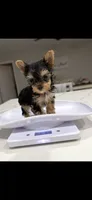Xena TEACUP, a female Yorkshire Terrier for sale in Gainesville, FL – 4 of 4