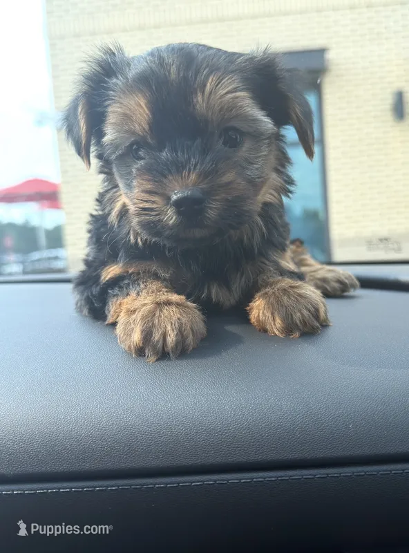 Gia – Yorkshire Terrier puppy for sale in Fort Walton Beach, FL