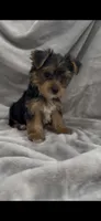Duke UNDER5lbs, a male Yorkshire Terrier for sale in Niceville, FL – 3 of 3