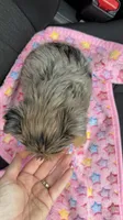 Rayne , a female Yorkshire Terrier for sale in Destin, FL – 4 of 4