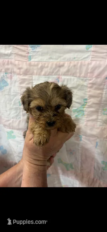 Cali – Yorkipoo puppy for sale in Mary Esther, FL
