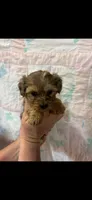 Cali, a female Yorkipoo for sale in Mary Esther, FL – 1 of 2