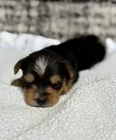 Jack, a male Yorkshire Terrier for sale in Destin, FL – 1 of 3