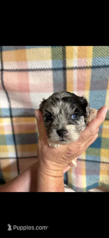 Charlie  – Shihpoo puppy for sale in Fort Walton Beach, FL