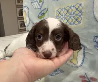Bailey, a female Miniature Dachshund for sale in Pensacola, FL – 3 of 3