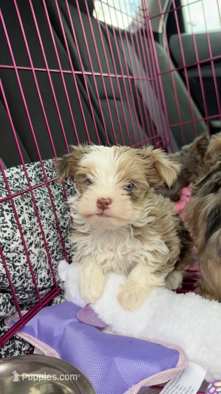  Zara – Yorkshire Terrier puppy for sale in Destin, FL