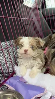  Zara, a female Yorkshire Terrier for sale in Destin, FL – 1 of 4