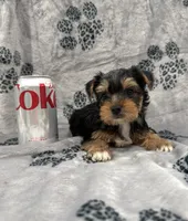 Duke UNDER5lbs, a male Yorkshire Terrier for sale in Panama City Beach, FL – 3 of 3