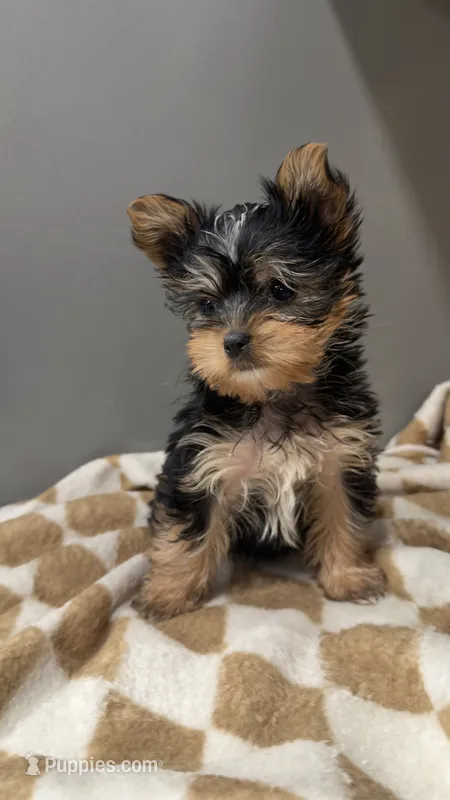 Lala – Yorkshire Terrier puppy for sale in Destin, FL