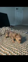 Cardi, a female Yorkshire Terrier for sale in Fort Walton Beach, FL – 2 of 2