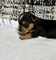 Jack, a male Yorkshire Terrier for sale in Destin, FL – 2 of 3