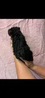 Coco, a female Yorkshire Terrier for sale in Mary Esther, FL – 2 of 2