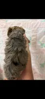 Cali, a female Yorkipoo for sale in Mary Esther, FL – 2 of 2