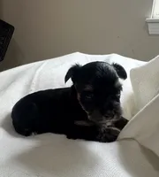 True, a male Yorkshire Terrier for sale in Pensacola, FL – 1 of 3