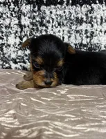 Molly teacup , a female Yorkshire Terrier for sale in Destin, FL – 1 of 3