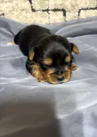 Ace , a male Yorkshire Terrier for sale in Niceville, FL – 1 of 2