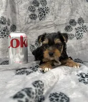 Duke UNDER5lbs, a male Yorkshire Terrier for sale in Panama City Beach, FL – 2 of 3