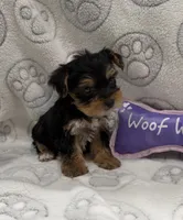 Ellie , a female Yorkshire Terrier for sale in Destin, FL – 2 of 2