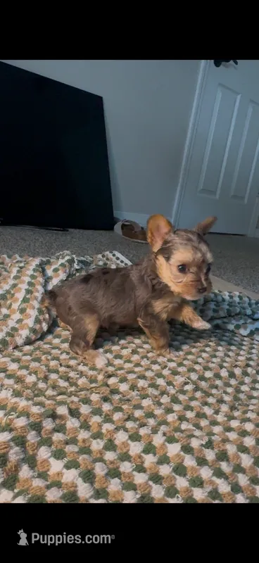 Mya  – Yorkshire Terrier puppy for sale in Fort Walton Beach, FL