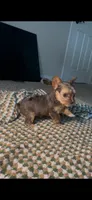 Mya , a female Yorkshire Terrier for sale in Fort Walton Beach, FL – 1 of 2
