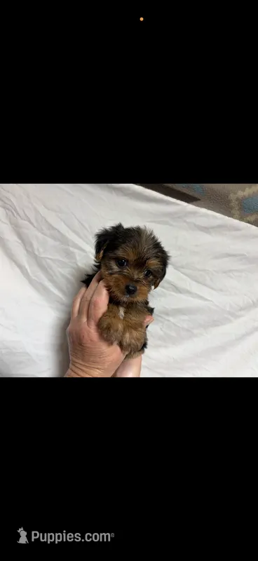 Bella  – Yorkshire Terrier puppy for sale in Fort Walton Beach, FL