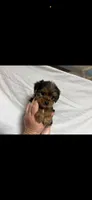 Bella , a female Yorkshire Terrier for sale in Fort Walton Beach, FL – 1 of 1