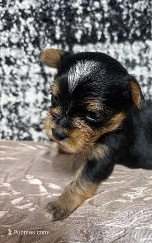 Star – Yorkshire Terrier puppy for sale in Niceville, FL