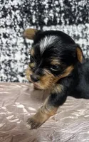 Star, a female Yorkshire Terrier for sale in Niceville, FL – 1 of 2