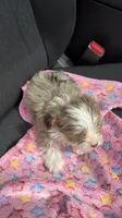  Zara, a female Yorkshire Terrier for sale in Destin, FL – 4 of 4