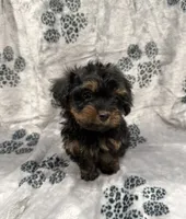 Chanel, a female Yorkipoo for sale in Panama City Beach, FL – 2 of 2