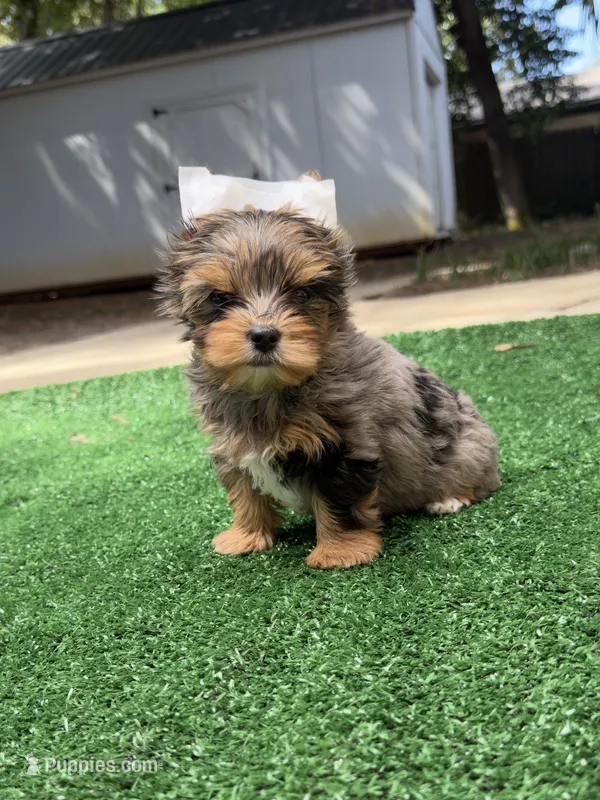 Rayne  – Yorkshire Terrier puppy for sale in Destin, FL
