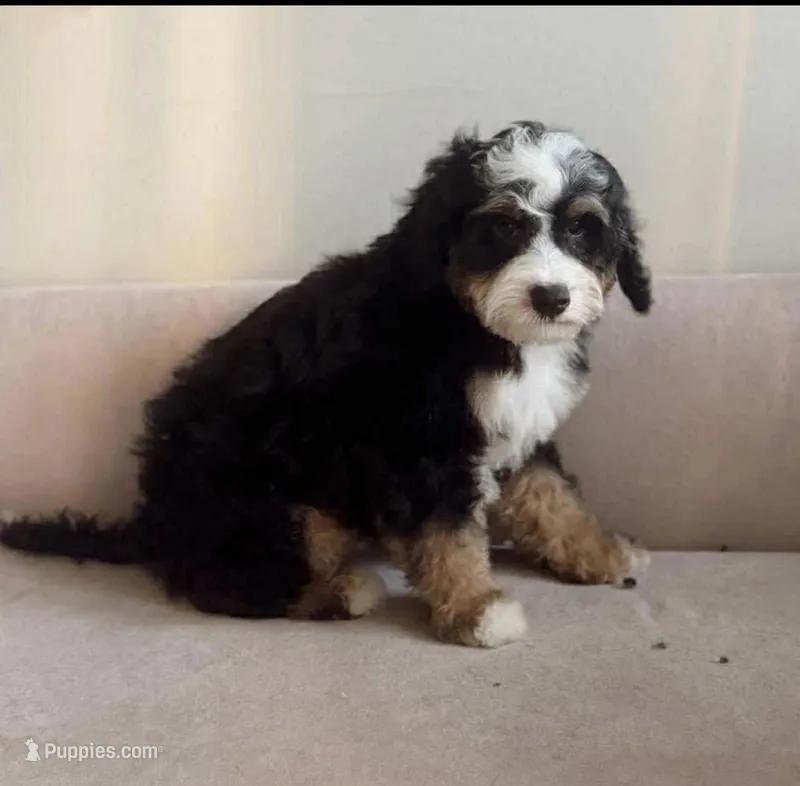 Benji – Miniature Bernedoodle puppy for sale in Fort Walton Beach, FL