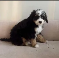 Benji, a male Miniature Bernedoodle for sale in Fort Walton Beach, FL – 1 of 2