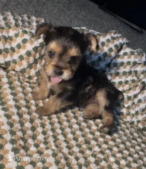 Dior – Yorkshire Terrier puppy for sale in Fort Walton Beach, FL