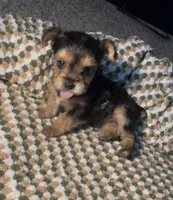 Dior, a male Yorkshire Terrier for sale in Fort Walton Beach, FL – 1 of 1