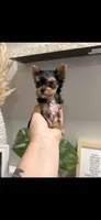 Xena TEACUP, a female Yorkshire Terrier for sale in Gainesville, FL – 2 of 4