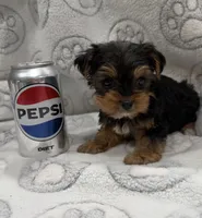 Dex, a female Yorkshire Terrier for sale in Destin, FL – 1 of 3