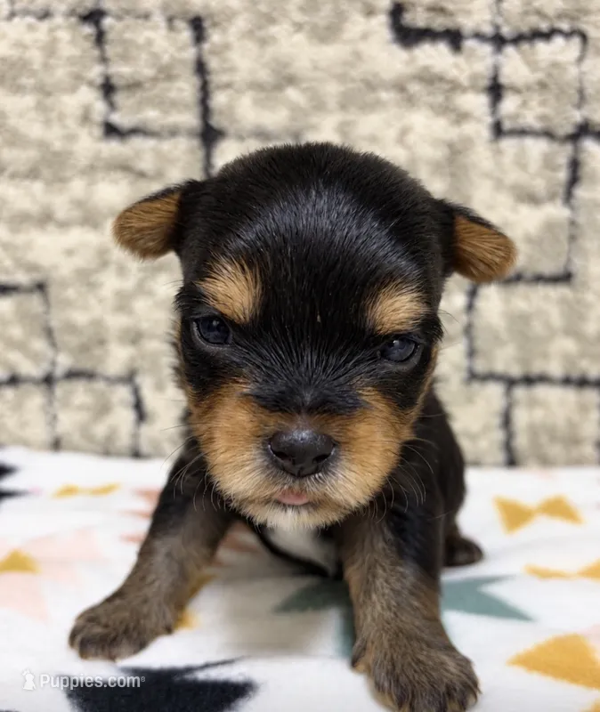 Zay – Yorkshire Terrier puppy for sale in Niceville, FL