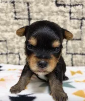 Zay, a male Yorkshire Terrier for sale in Niceville, FL – 1 of 2