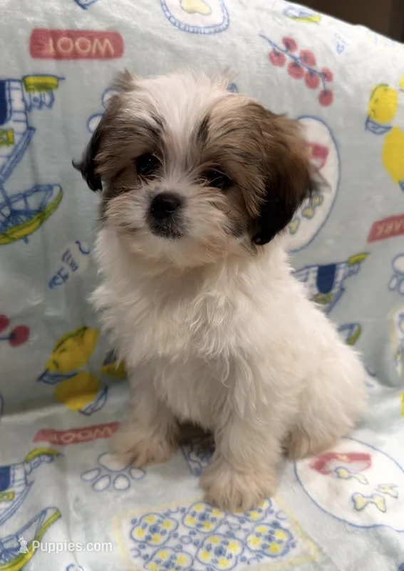 Trixie – Pekingese, Shih Tzu puppy for sale in Panama City Beach, FL