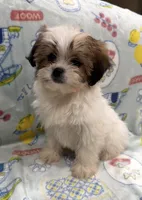 Trixie, a female Pekingese and Shih Tzu for sale in Panama City Beach, FL – 1 of 4