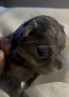 Draco, a male Yorkshire Terrier for sale in Fort Walton Beach, FL – 3 of 3