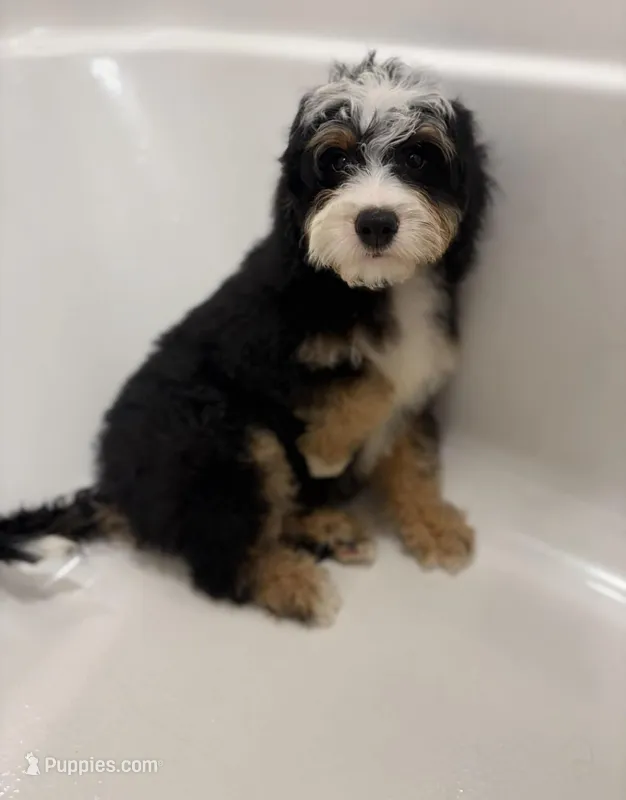 Benji – Miniature Bernedoodle puppy for sale in Fort Walton Beach, FL