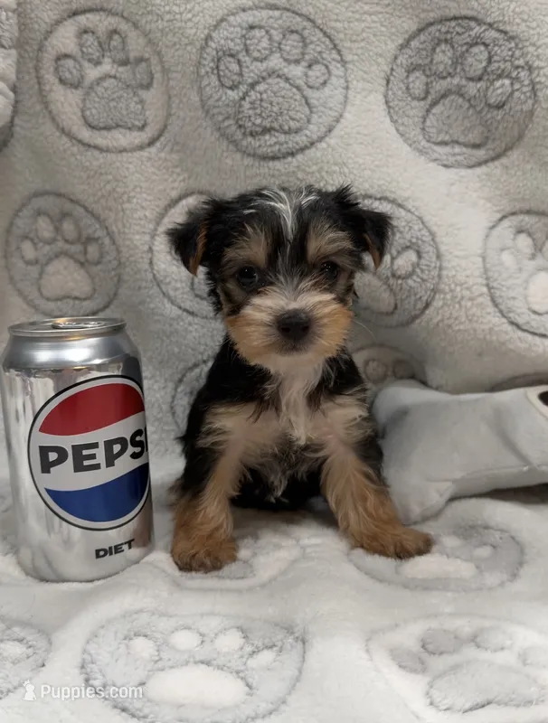 Max – Yorkshire Terrier puppy for sale in Destin, FL