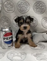 Max, a male Yorkshire Terrier for sale in Destin, FL – 1 of 3