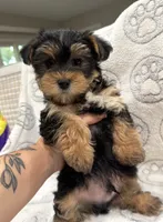Tucker, a male Yorkshire Terrier for sale in Pensacola, FL – 1 of 7