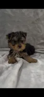 TEACUP Bree, a female Yorkshire Terrier for sale in Niceville, FL – 3 of 4