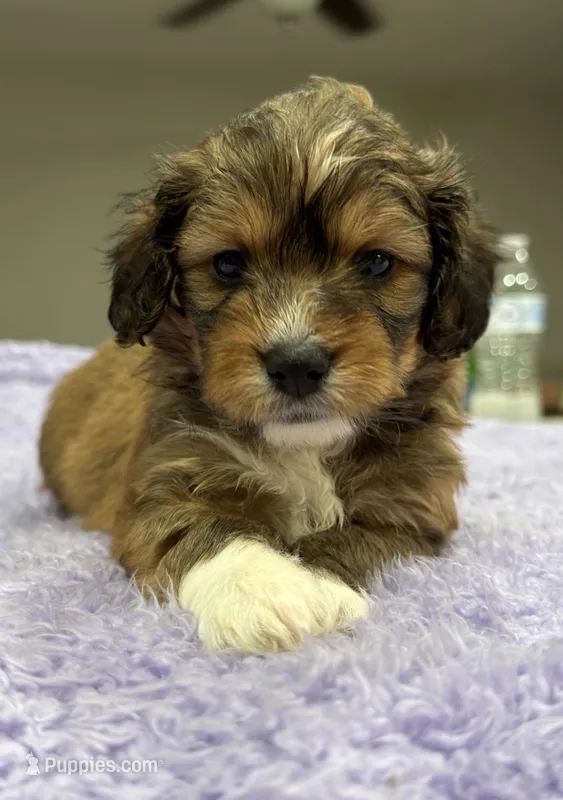 Ziri – Yorkipoo puppy for sale in Fort Walton Beach, FL