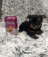 Luca, a male Yorkshire Terrier for sale in Mary Esther, FL – 2 of 2